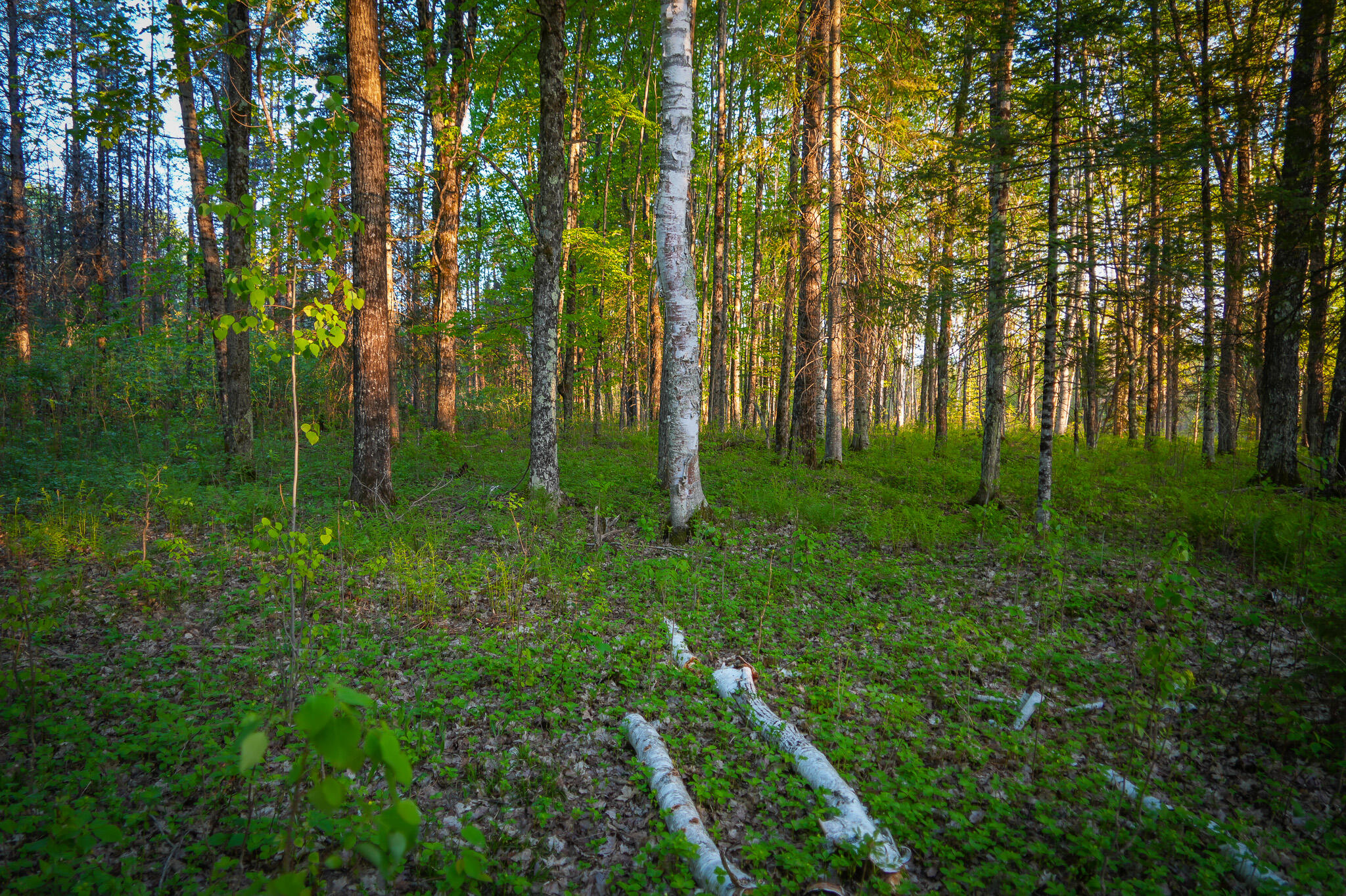 V/l V/l 33rd Road Perkins, MI 49872 - Photo 54 of 70 DSC00087