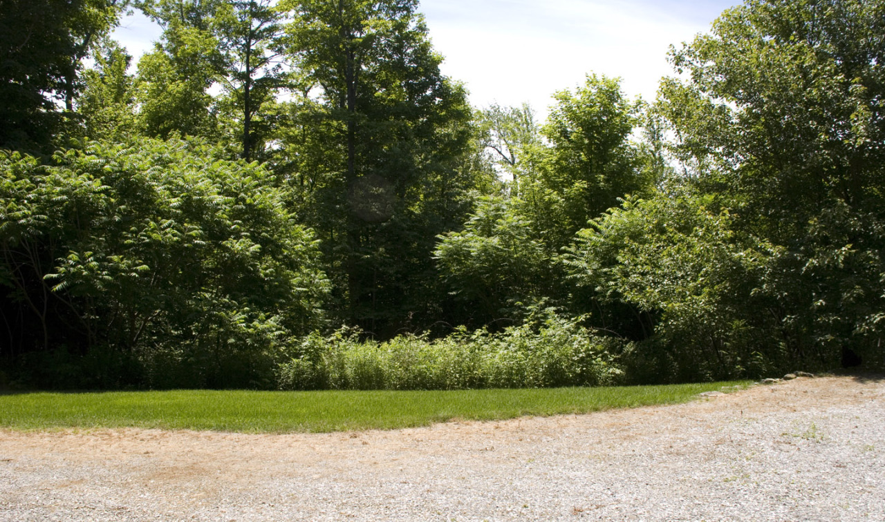 77 Stebbins Road Otis, MA 01253 - Photo 5 of 17 a view of a yard with a trees