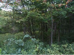R R 3 Snow Hollow Road Montrose, PA 18801 - Photo 2 of 3 Gallery Image 2