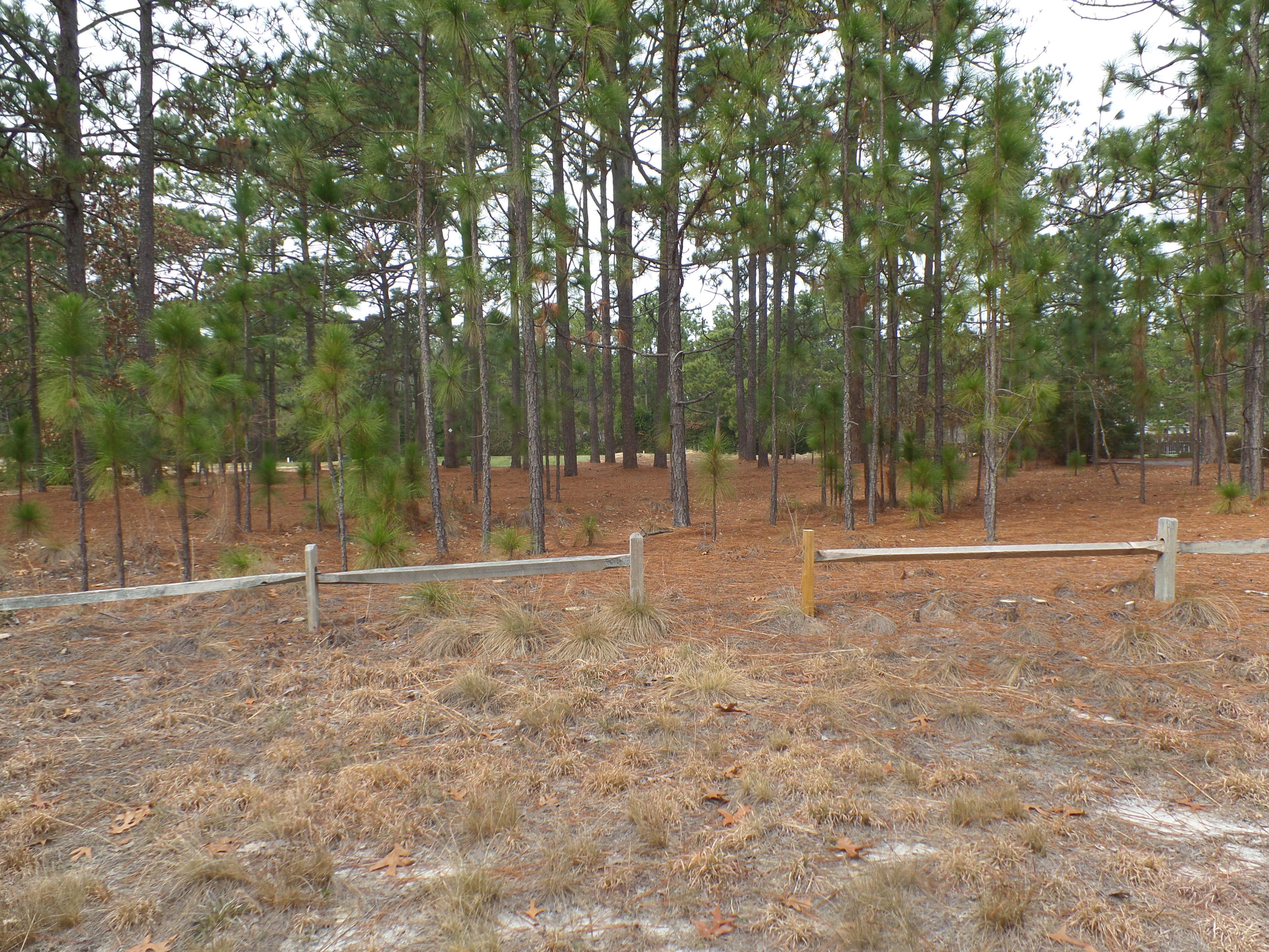 Tbd Longleaf Road Southern Pines, NC 28387 - Photo 8 of 10 SAM_8698