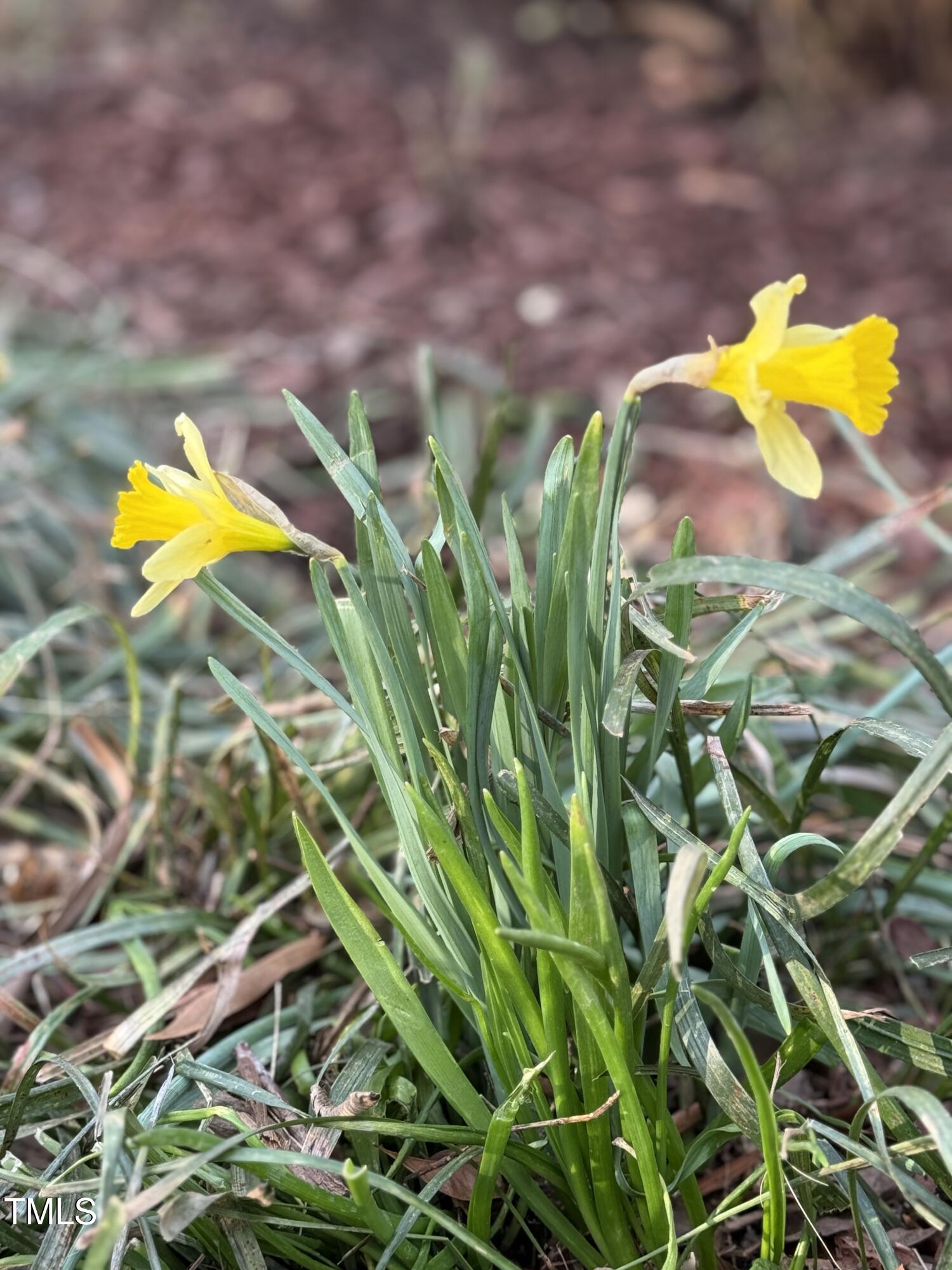 2409 Shenandoah Avenue Durham, NC 27704 - Photo 14 of 31 a view of a tree with a backyard
