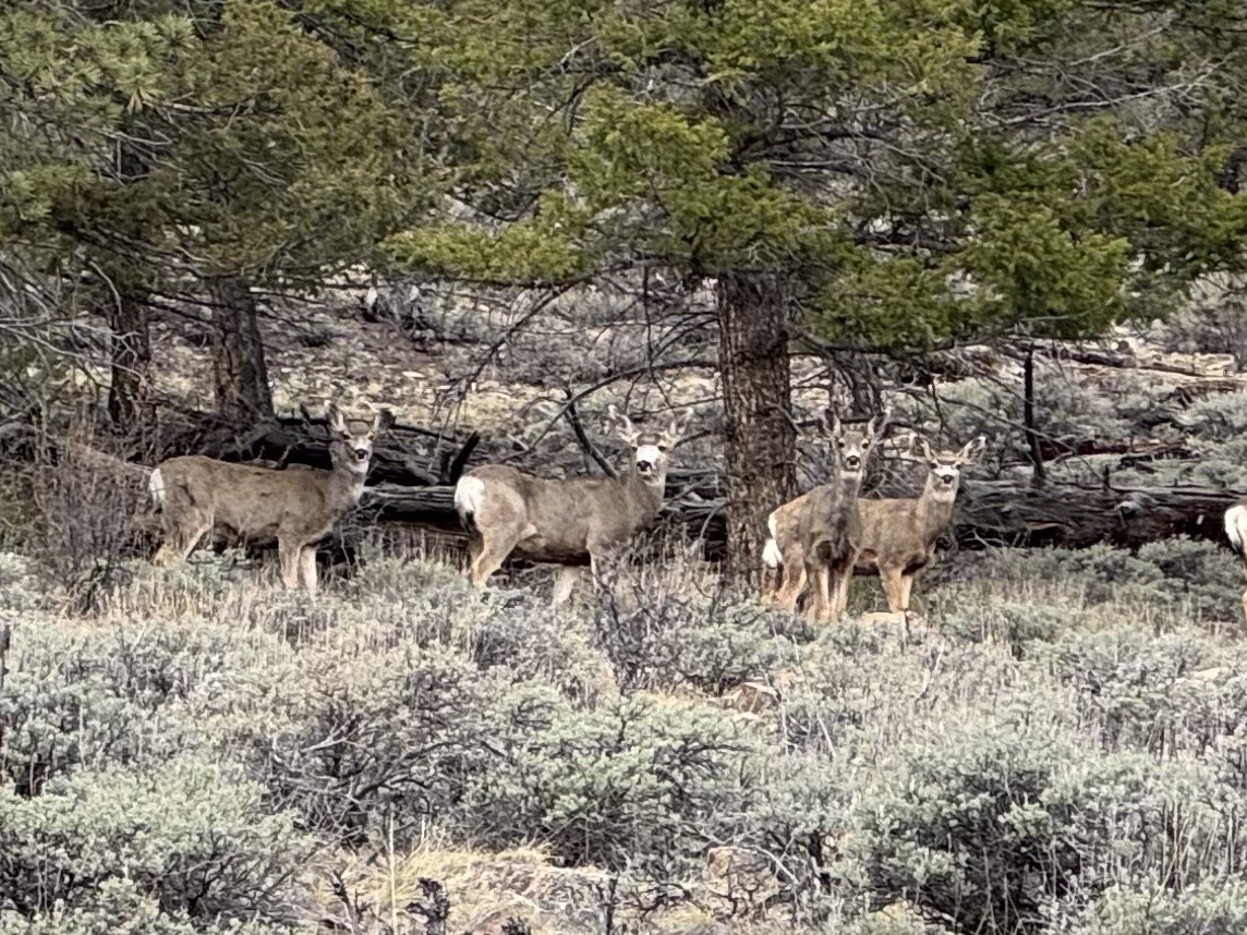 3129 Redhill Road Fairplay, CO 80440 - Photo 16 of 48