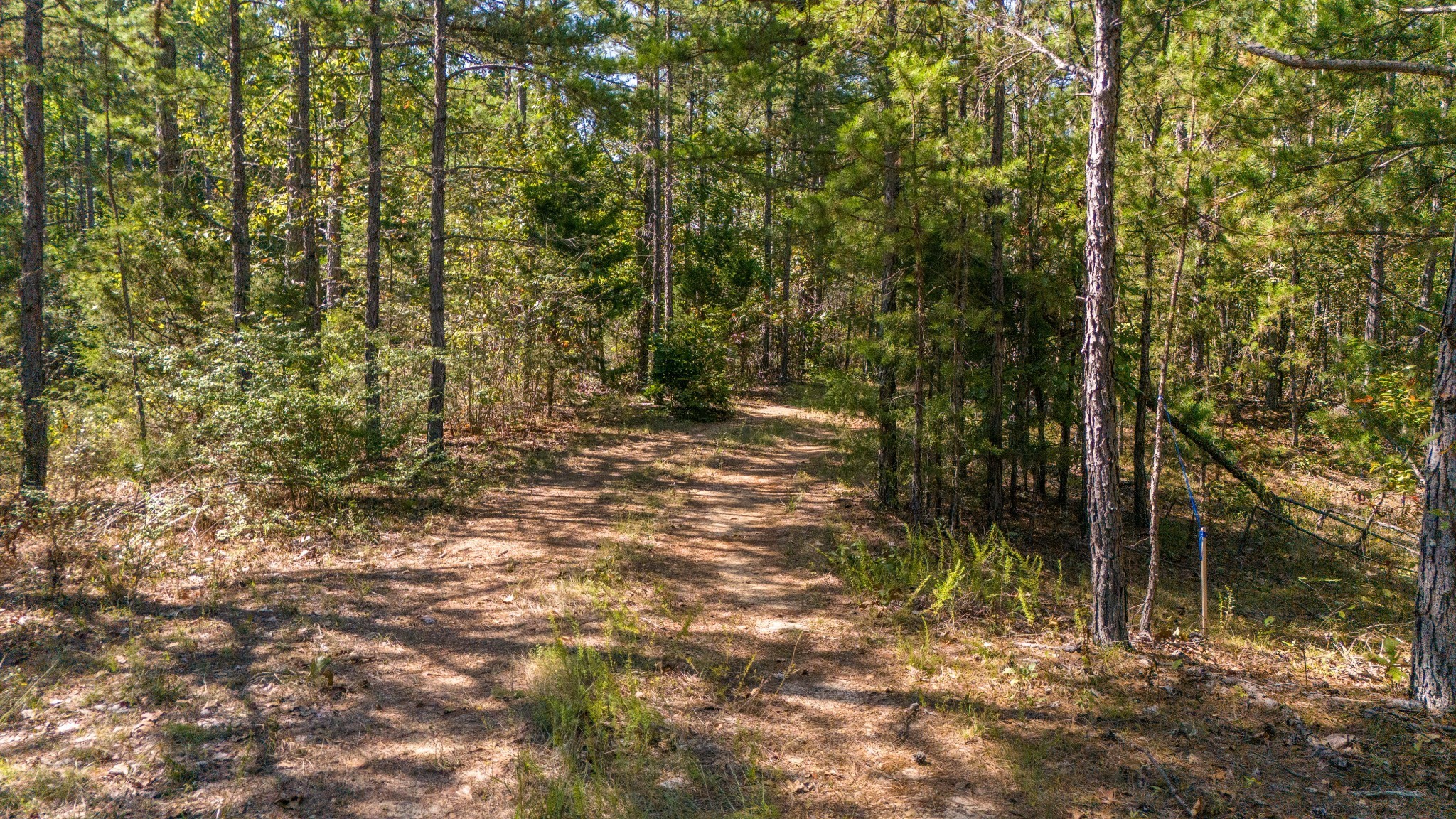 0 Happy Hollow Road Hohenwald, TN 38462 - Photo 14 of 18 a view of a yard with plants and trees