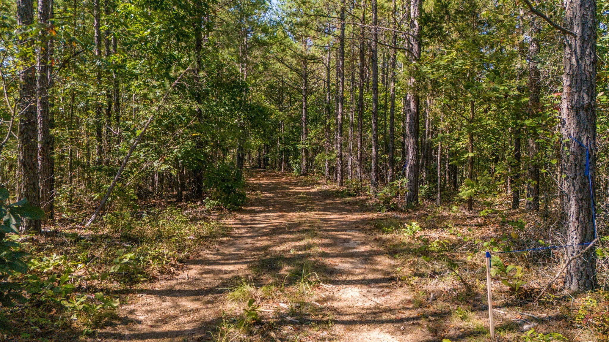 0 Happy Hollow Road Hohenwald, TN 38462 - Photo 15 of 18 a view of outdoor space with trees