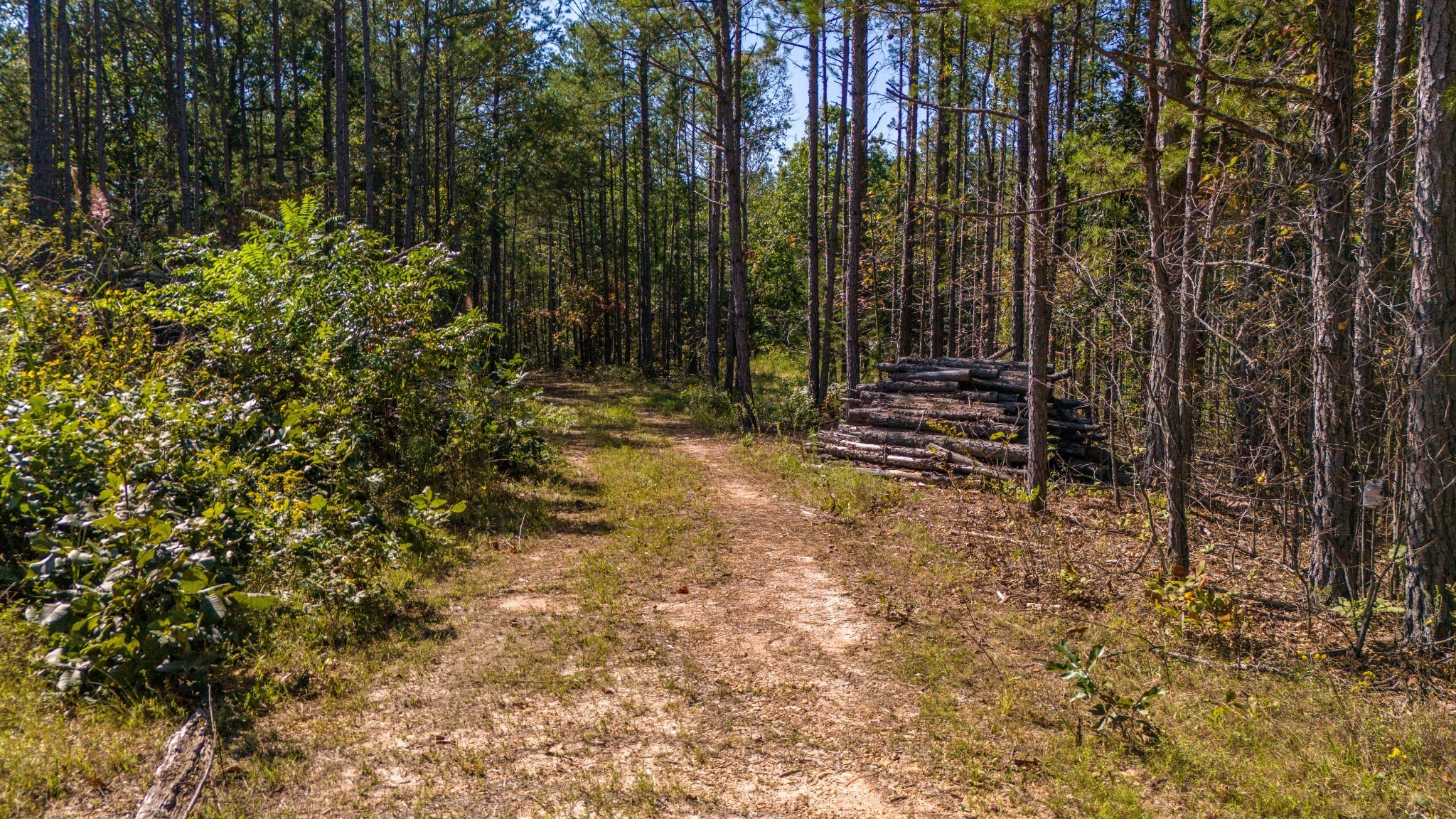 0 Happy Hollow Road Hohenwald, TN 38462 - Photo 16 of 18 a view of outdoor space with trees