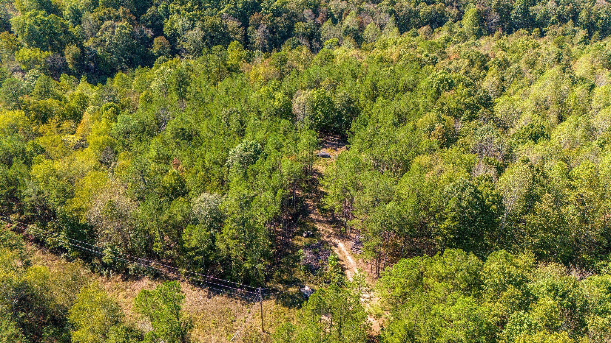 0 Happy Hollow Road Hohenwald, TN 38462 - Photo 17 of 18 a view of a lush green forest with large trees