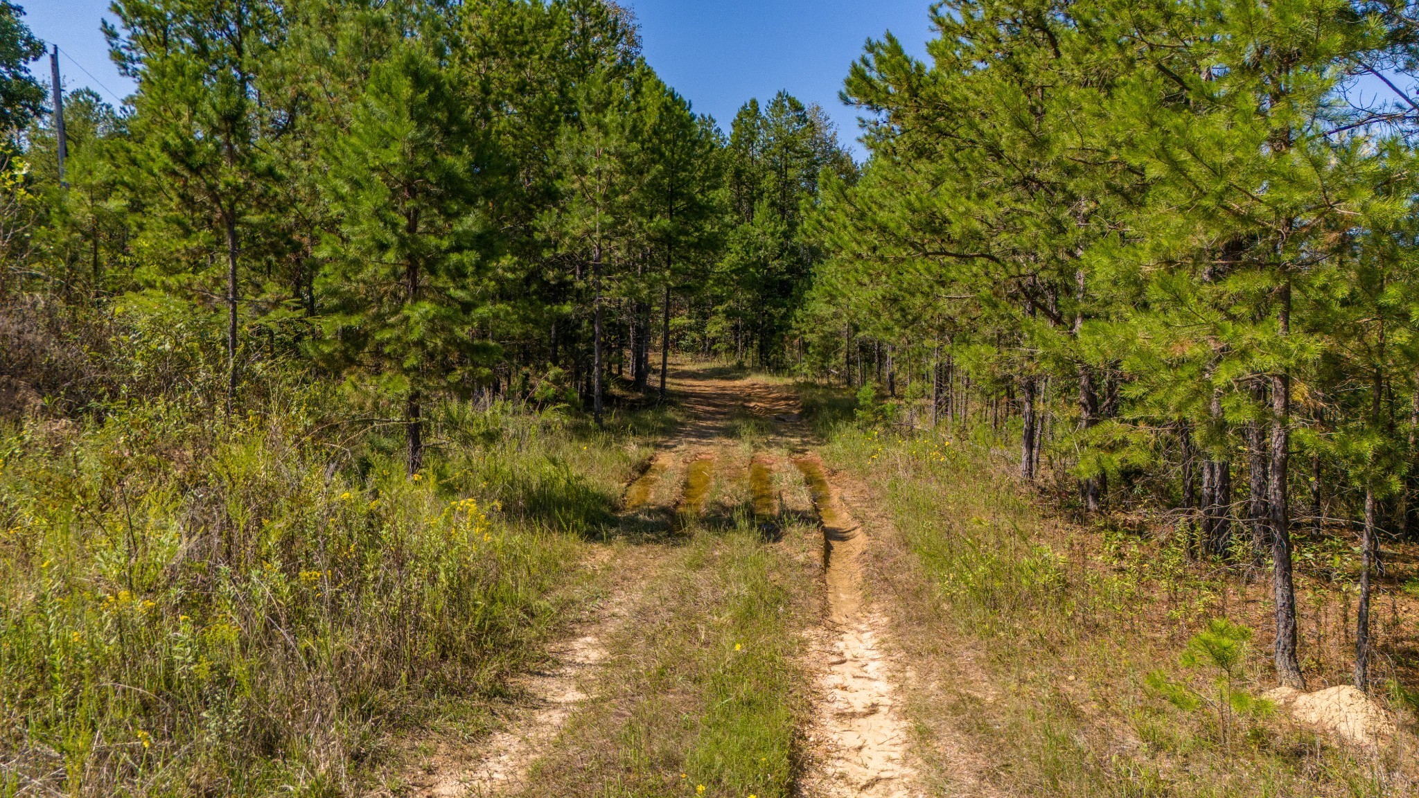 0 Happy Hollow Road Hohenwald, TN 38462 - Photo 2 of 18