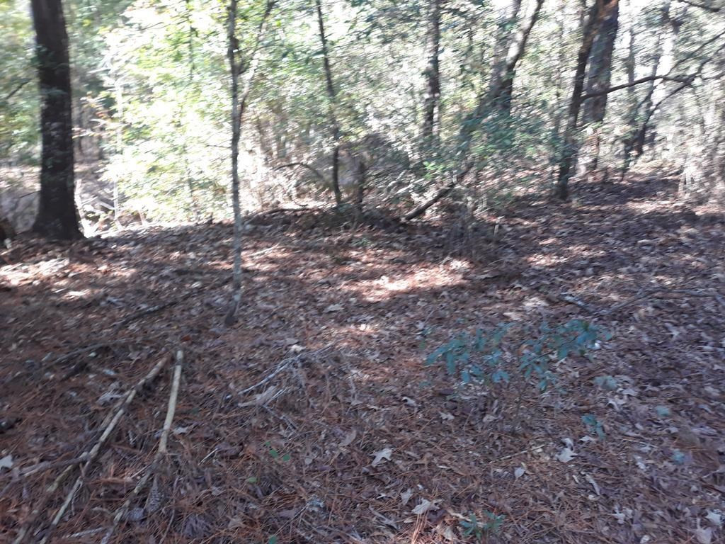 5 Cricket Tree Road Salley, SC 29137 - Photo 6 of 8