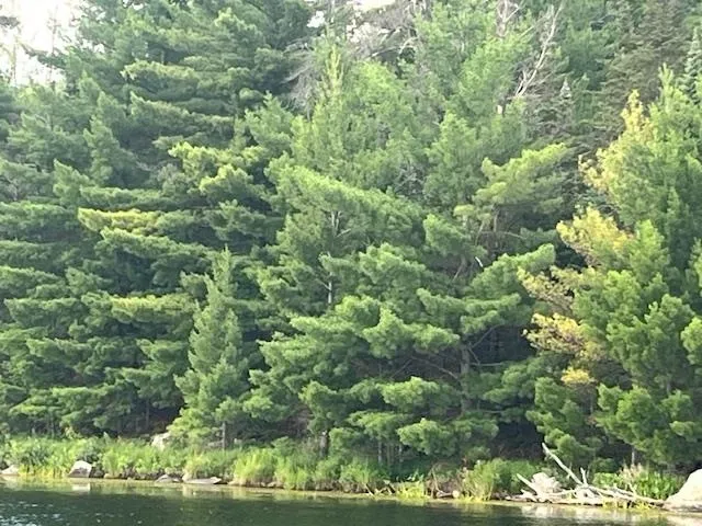 $59,900 | Tbd Tbd Ban Lake Spur, Orr, MN 55771