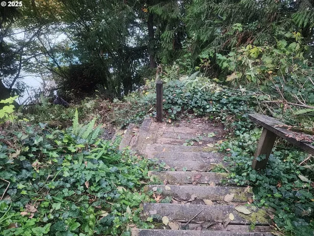 a view of a forest that has a tree