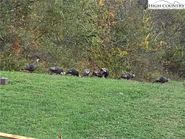 a view of a green field with lots of bushes