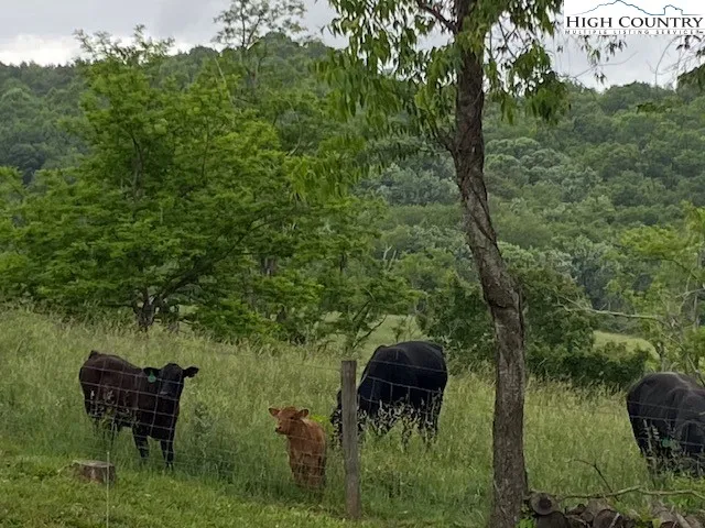 a view of a yard in a yard
