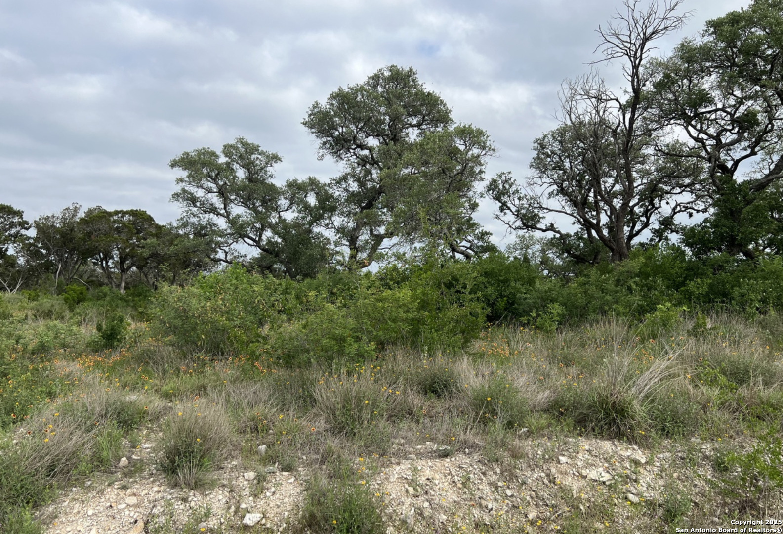 Tbd Pr 2771 Mico, TX 78056 - Photo 2 of 5 a view of a lush green forest with lots of trees