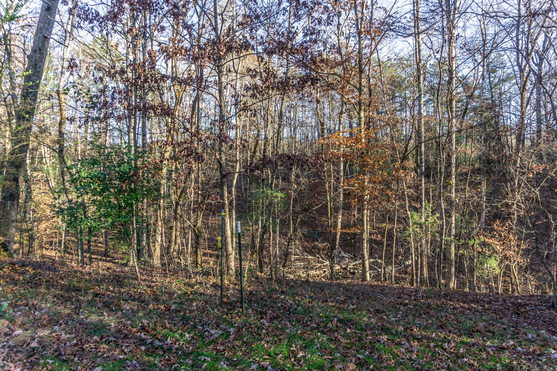 946 John Bird Road Afton, TN 37616 - Photo 59 of 80 946JohnBirdA_071