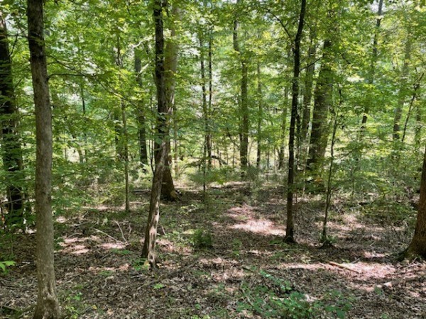 0 Shirley Bates Road Clifton, TN 38425 - Photo 3 of 5 Gallery Image 3