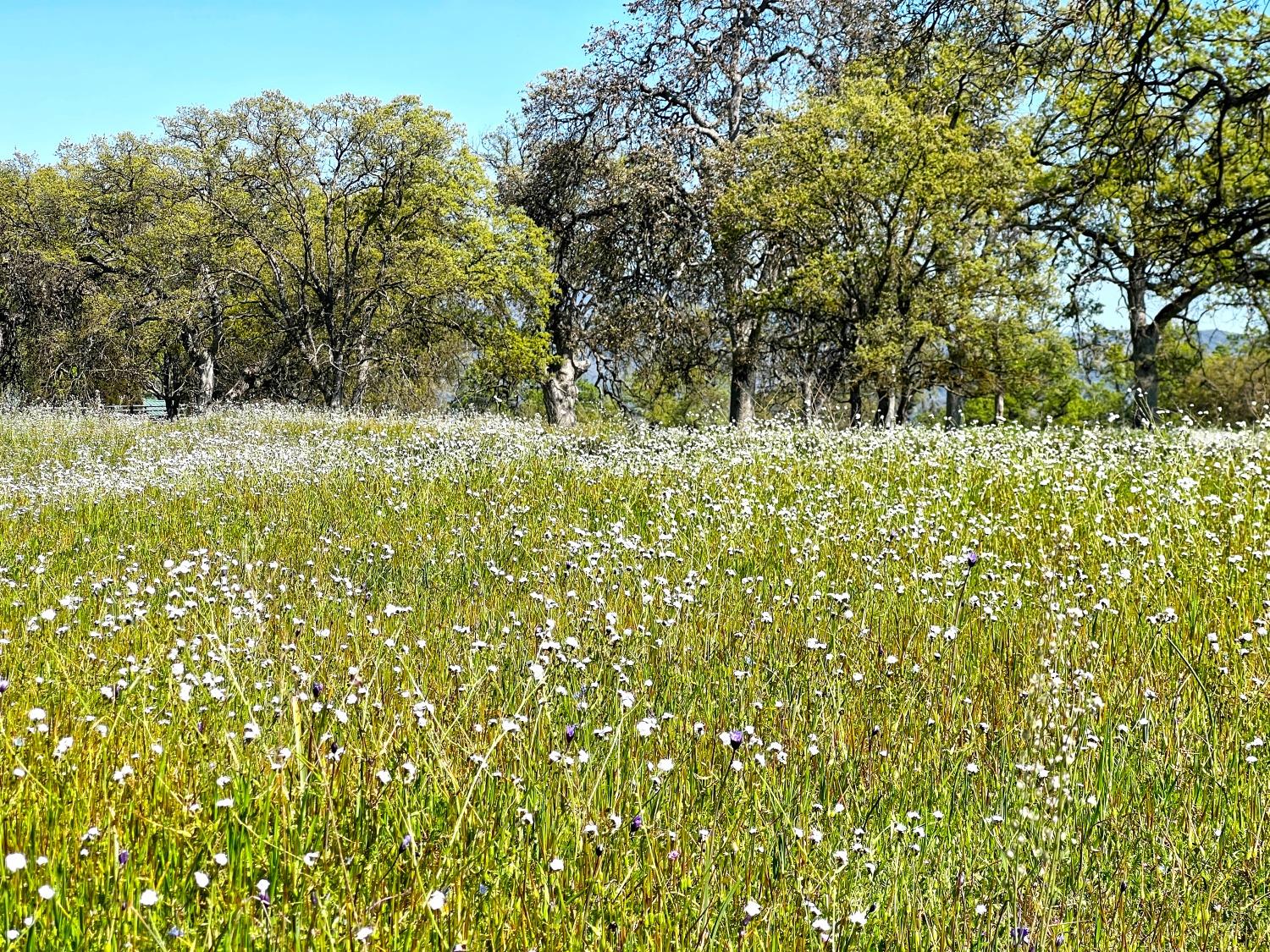 86 Dunlap Road Dunlap, CA 93621 - Photo 16 of 16