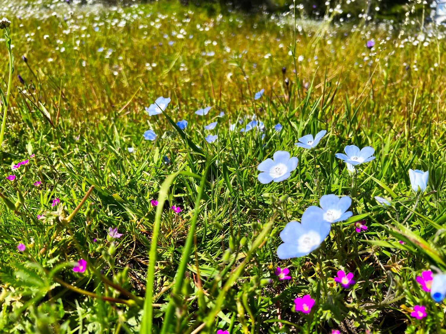 86 Dunlap Road Dunlap, CA 93621 - Photo 9 of 16