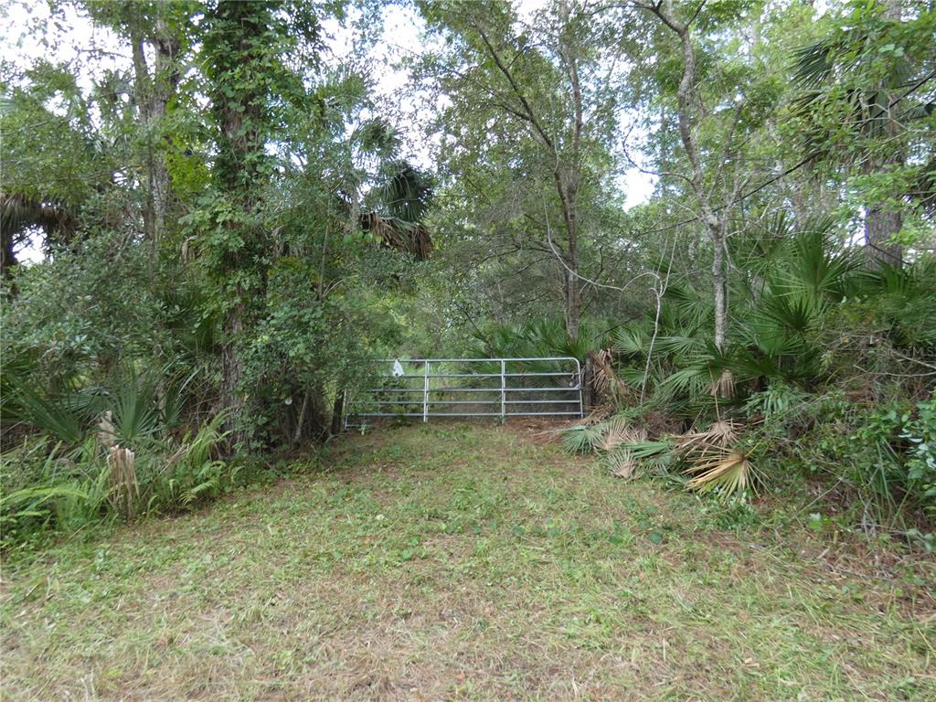 a view of backyard with trees