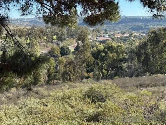 a view of a yard with a tree