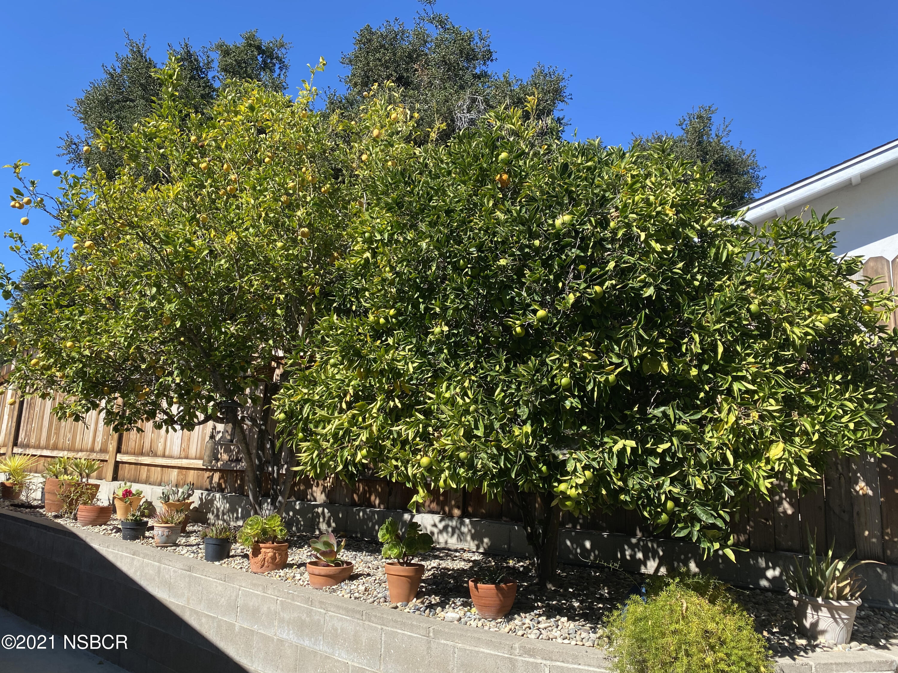 4071 Club House Road Lompoc, CA 93436 - Photo 51 of 59 Fruit Trees