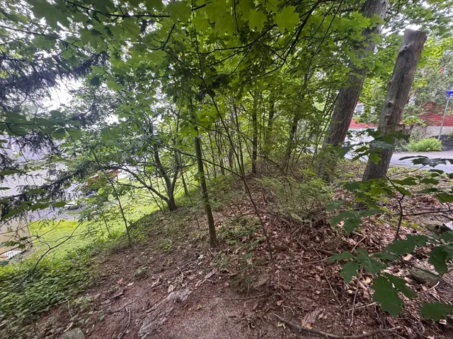 a view of a forest with lots of trees
