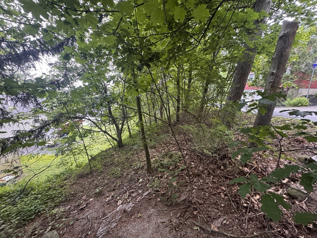 3 Selden Street Worcester, MA 01605 - Photo 4 of 4 a view of a forest with lots of trees