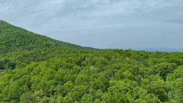a view of a big yard with plants and large trees