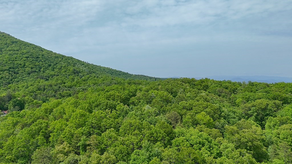 0 Hialeah Way Murphy, NC 28906 - Photo 12 of 12 a view of a big yard with plants and large trees