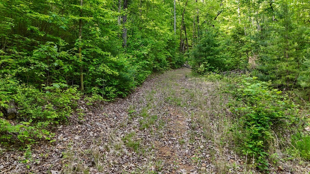 0 Hialeah Way Murphy, NC 28906 - Photo 3 of 12 a view of a large yard with lots of green space