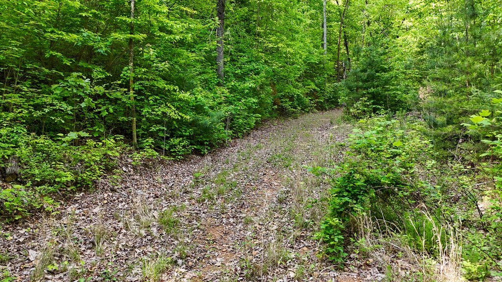 0 Hialeah Way Murphy, NC 28906 - Photo 4 of 12 a view of a garden with plants