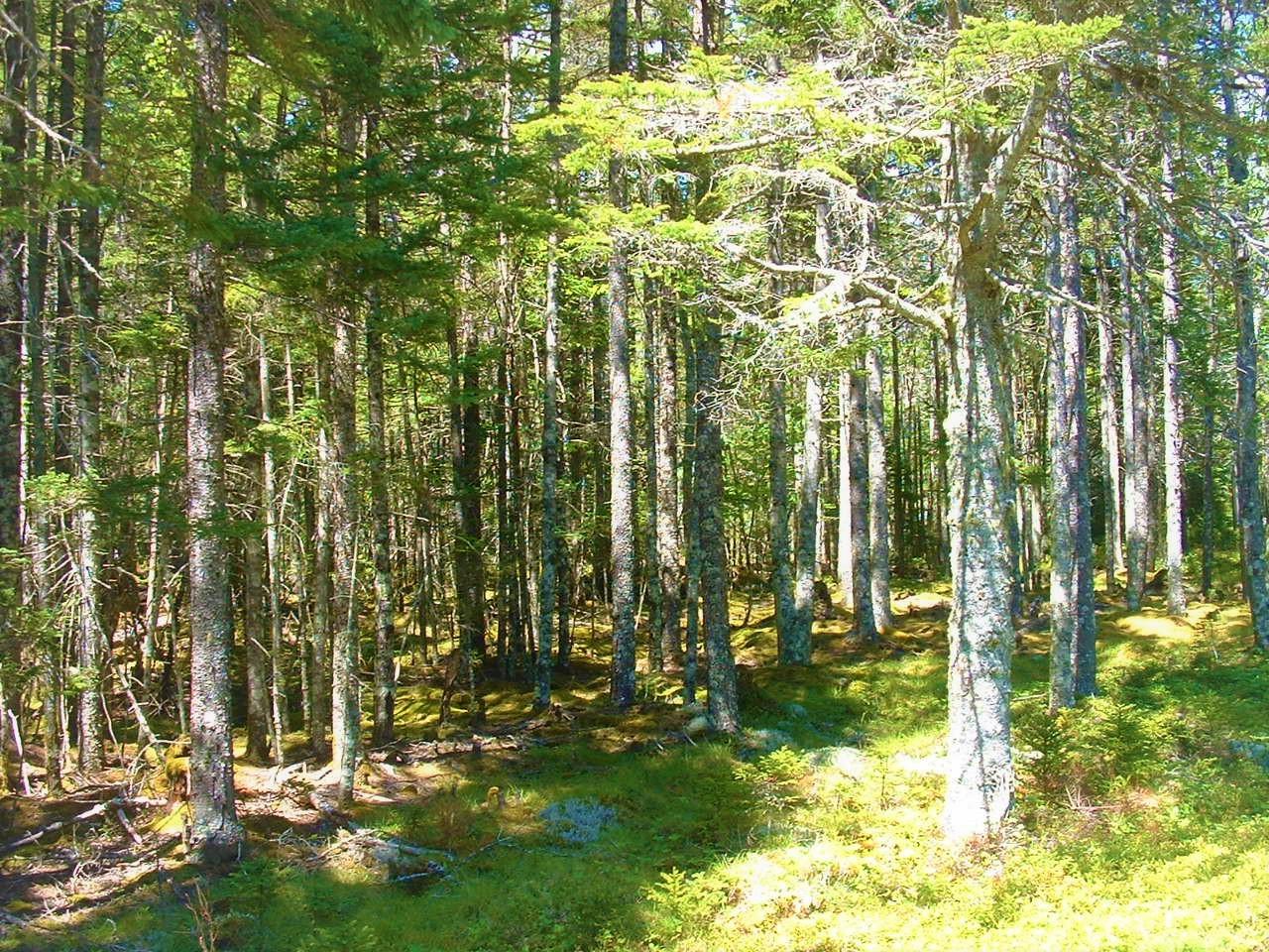 Lot 7 Duck Cove Road Roque Bluffs, ME 04654 - Photo 2 of 8 View of Lot