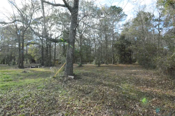 a view of a forest with trees in the background