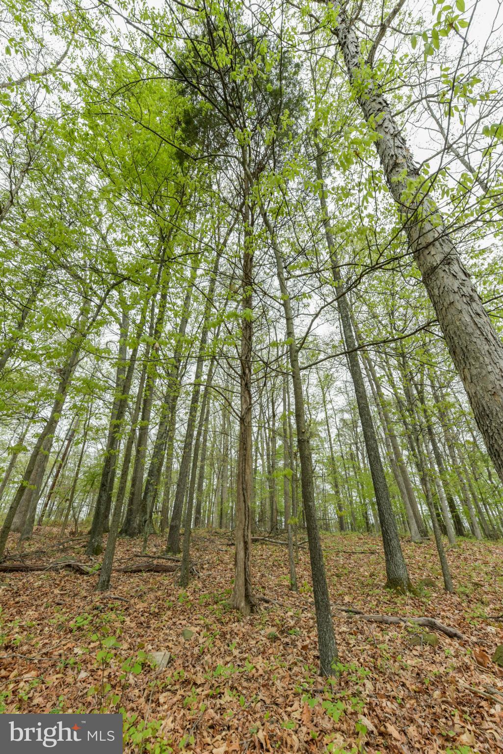 8030 Devlin Road Bristow, VA 20136 - Photo 24 of 27 Your Own Park Like Yard for Exploring