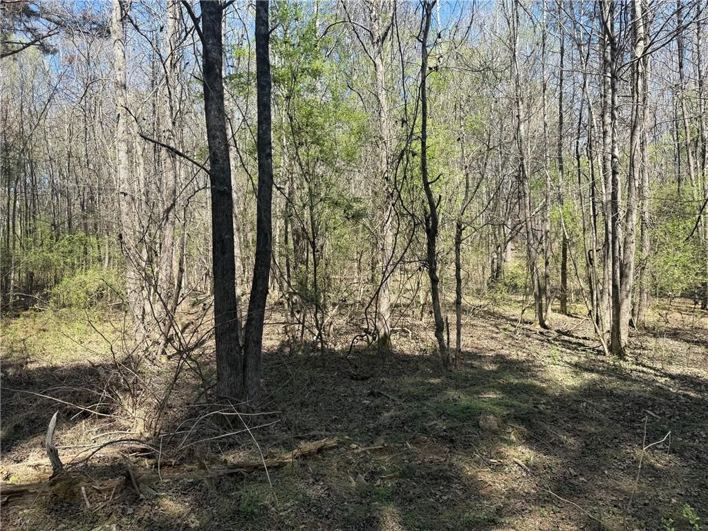 78 Mullinax Road Taylorsville, GA 30178 - Photo 3 of 9 a view of a forest with trees
