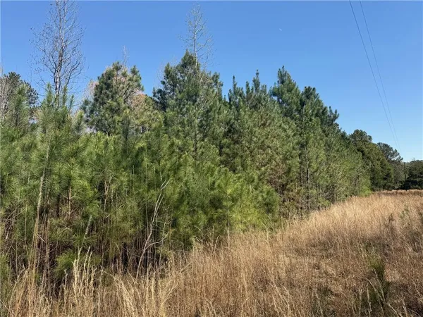 a view of a yard with a tree