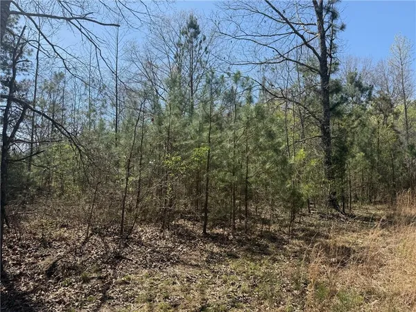 a view of a forest filled with trees