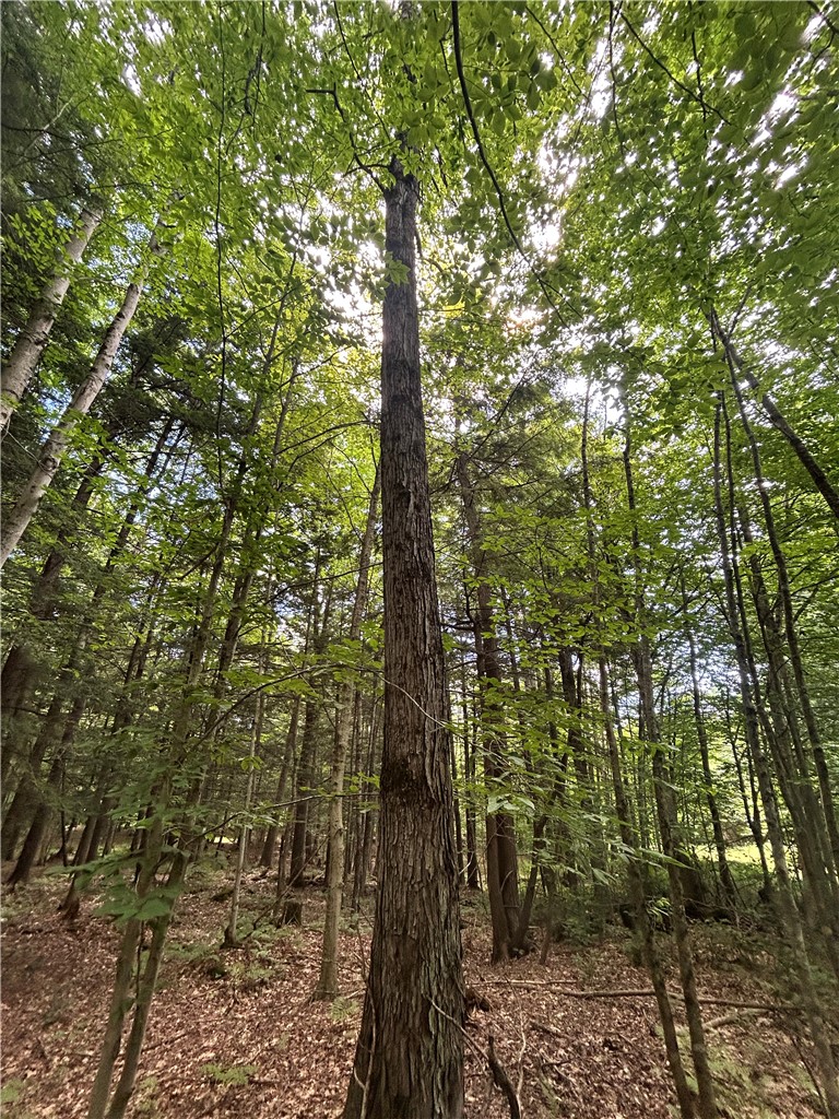 270 Collins-Gifford Valley Road Northampton, NY 12134 - Photo 17 of 26