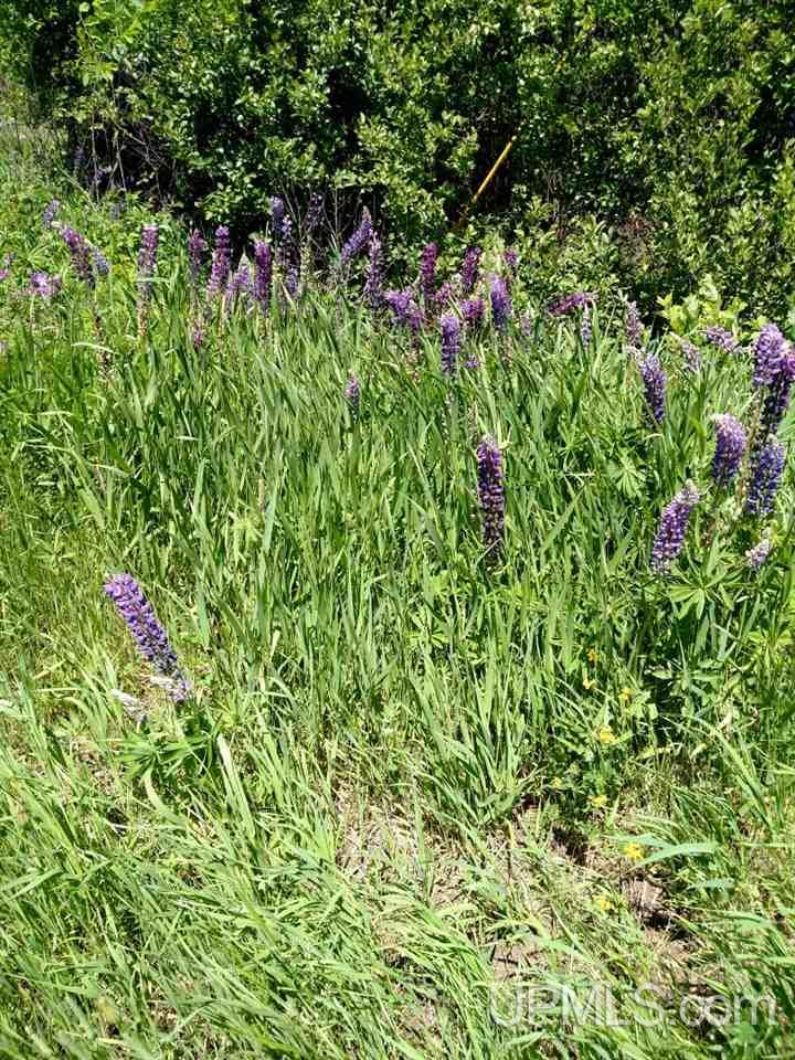 Tbd North River Road Chassell, MI 49916 - Photo 21 of 25 Gallery Image 21