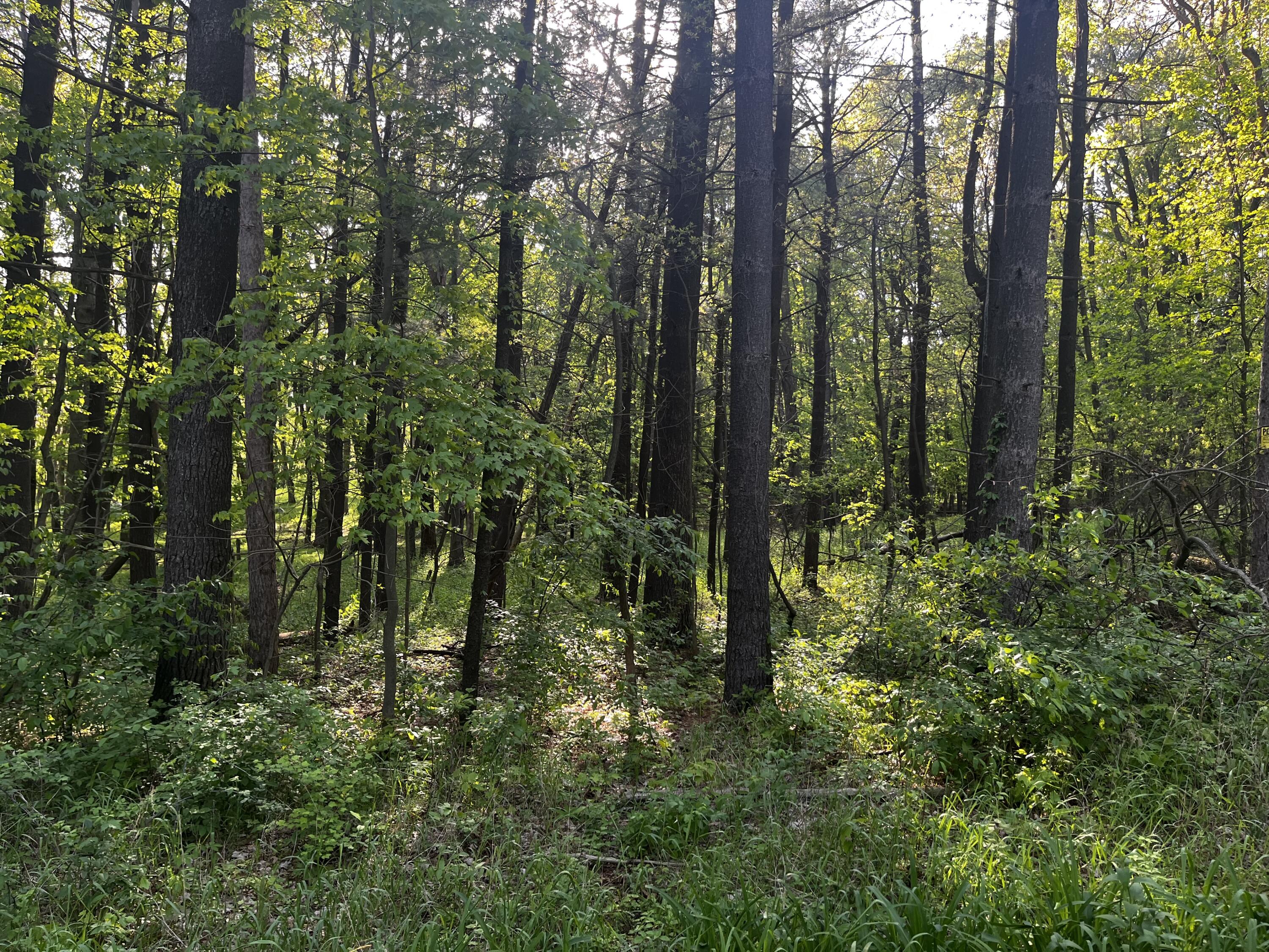 Ivan Road Saranac, MI 48881 - Photo 2 of 7 IMG_8223