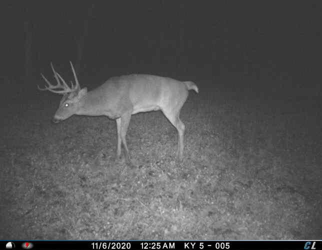0 Mann Road Mount Olivet, KY 41064 - Photo 31 of 46