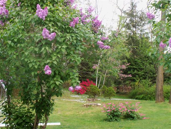36 Blossom Road West Springfield, MA 01089 - Photo 8 of 30 a small yard with beautiful flowers and green space