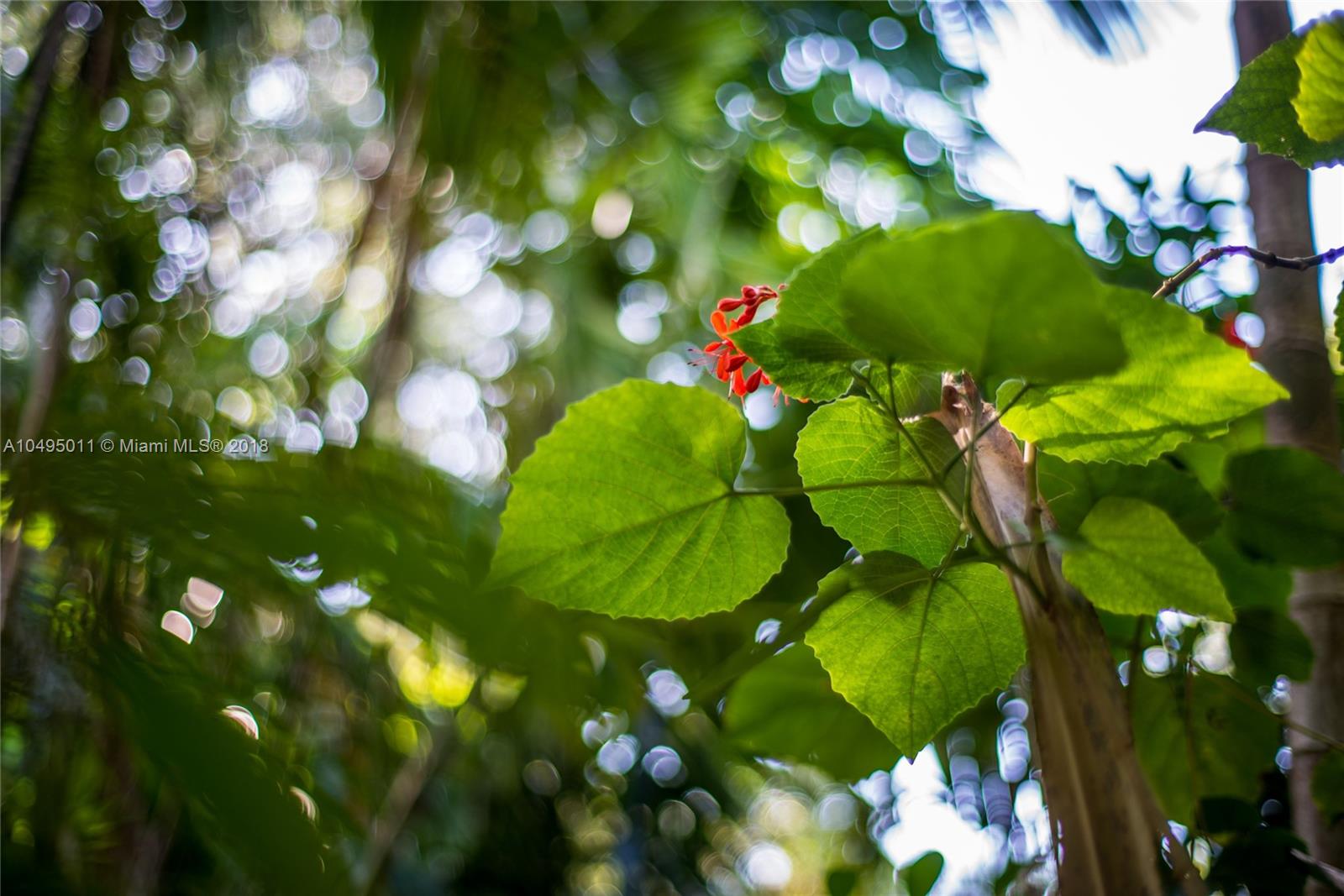 3900 Loquat Avenue Miami, FL 33133 - Photo 37 of 39