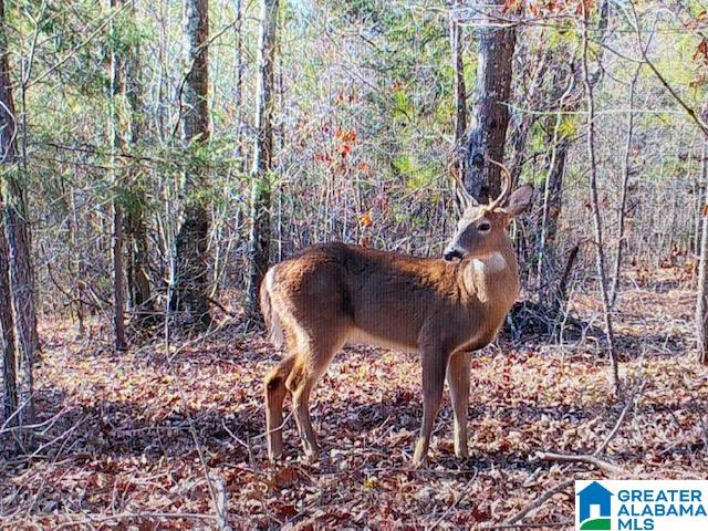 580 Idalia Road Talladega, AL 35160 - Photo 45 of 47