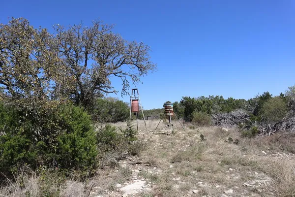 a view of a dry yard with trees