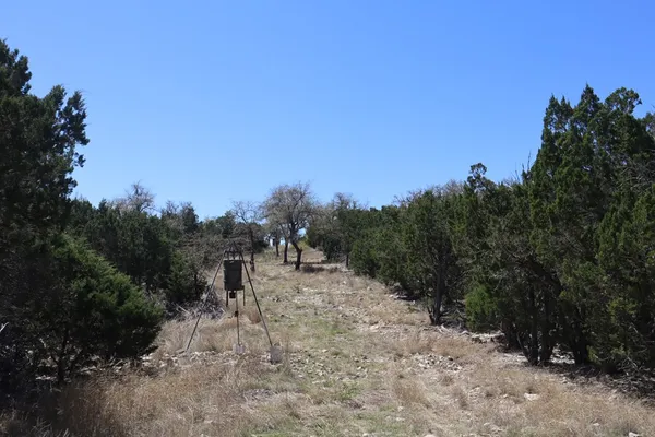 a view of a dry yard with trees