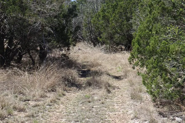 a view of a dry yard with trees in the background