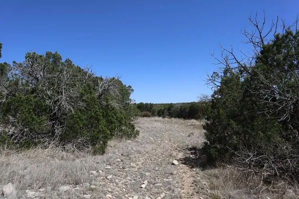 a view of a forest with trees in the background