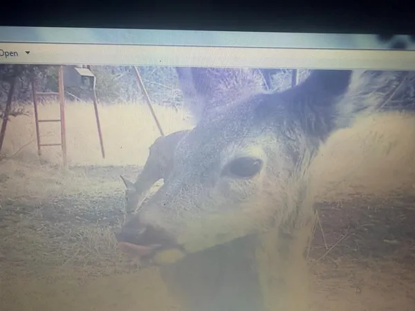 a view of a backyard of the house