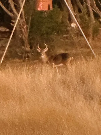 $249,900 | 462 Schenk Witkowski Road, Rocksprings, TX 78880