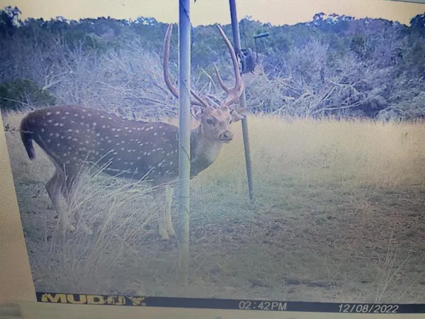 $249,900 | 462 Schenk Witkowski Road, Rocksprings, TX 78880